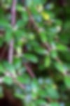 Olearia fimbriata Tree Daisy CROP 2